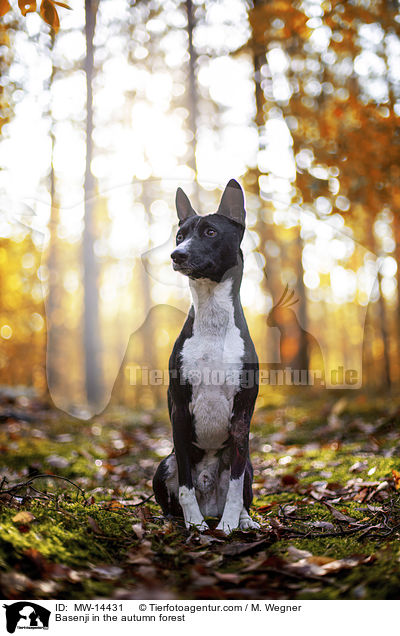 Basenji in the autumn forest / MW-14431