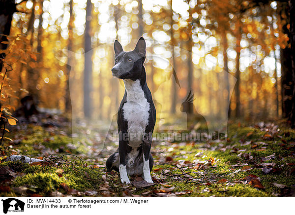 Basenji im herbstlichen Wald / Basenji in the autumn forest / MW-14433