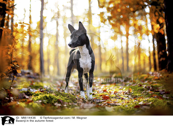 Basenji im herbstlichen Wald / Basenji in the autumn forest / MW-14436