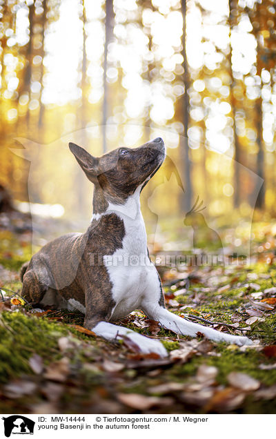 junger Basenji im  herbstlichen Wald / young Basenji in the autumn forest / MW-14444
