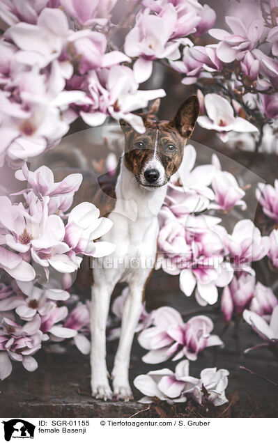 Basenji Hndin / female Basenji / SGR-01155