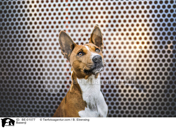 Basenji / BE-01077
