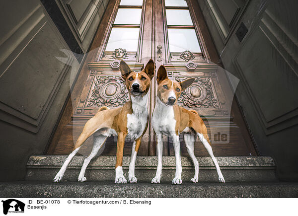Basenjis / Basenjis / BE-01078