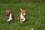 running Basenji puppy