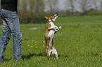Basenji shows trick