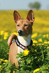 Basenji Portrait