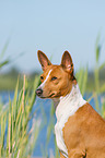 Basenji Portrait