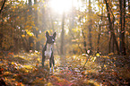 Basenji in the autumn forest