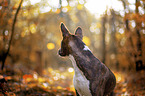 young Basenji in the autumn forest