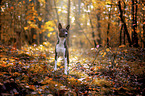 young Basenji in the autumn forest