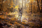 young Basenji in the autumn forest