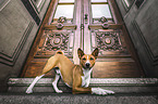 Basenji
