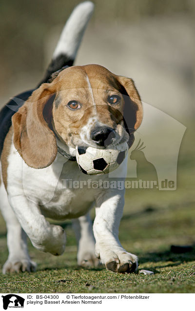 spielender Basset Artesien Normand / playing Basset Artesien Normand / BS-04300