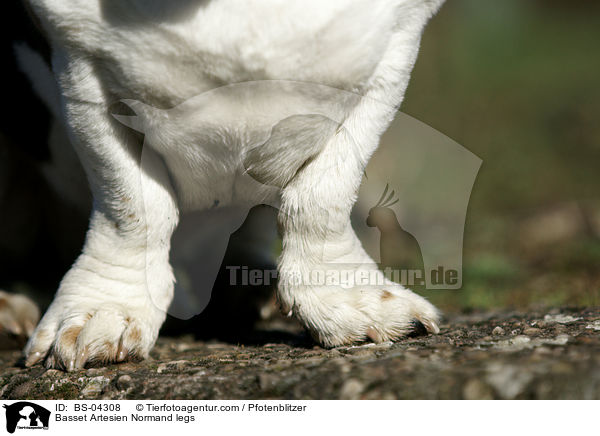 Basset Artesien Normand legs / BS-04308