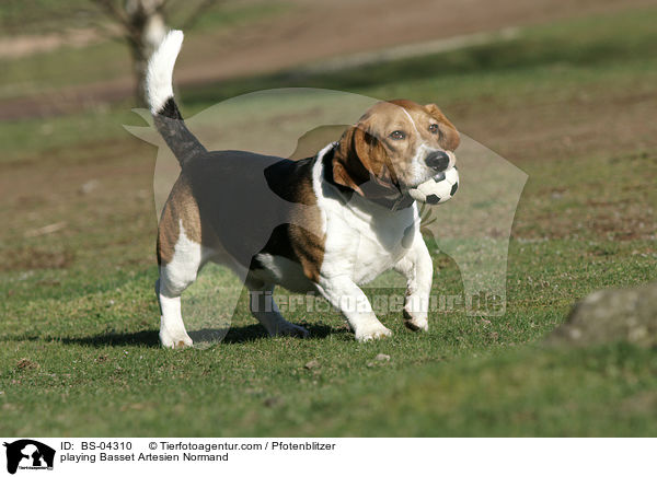 spielender Basset Artesien Normand / playing Basset Artesien Normand / BS-04310