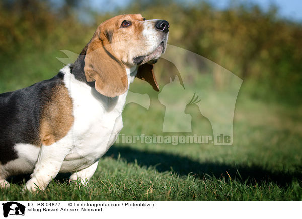 sitzender Basset Artesien Normand / sitting Basset Artesien Normand / BS-04877
