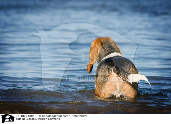 badender Basset Artesien Normand / bathing Basset Artesien Normand / BS-04886