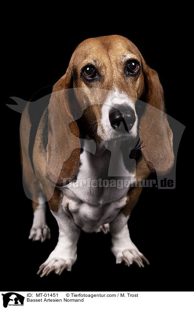 Basset Artesien Normand / Basset Artesien Normand / MT-01451