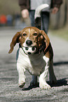 playing Basset Artesien Normand