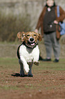 running Basset Artesien Normand