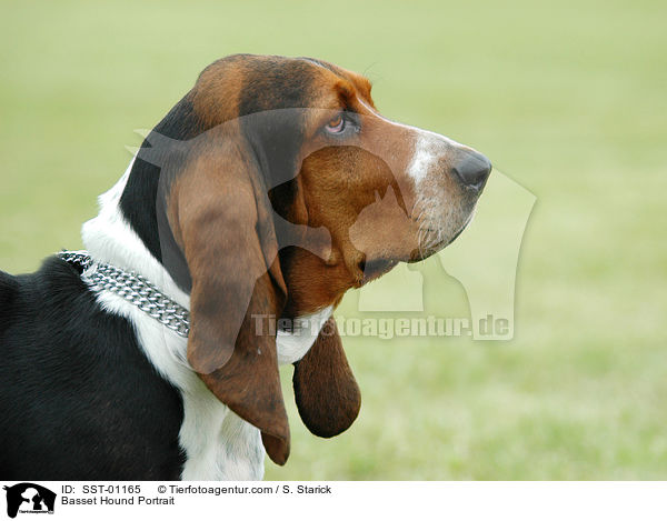 Basset Hound Portrait / Basset Hound Portrait / SST-01165