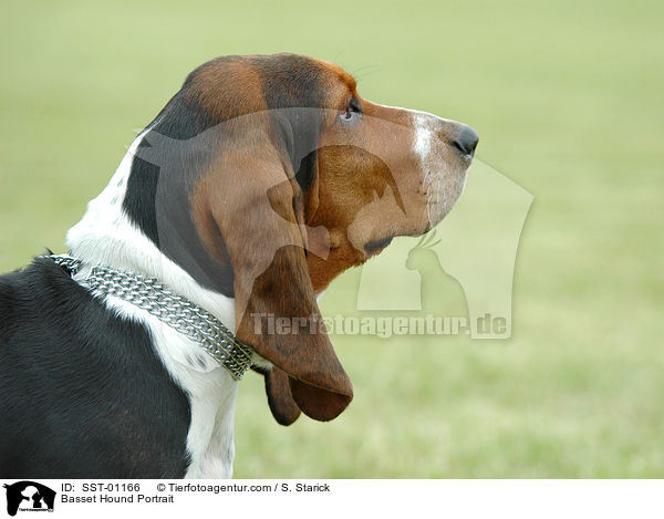 Basset Hound Portrait / Basset Hound Portrait / SST-01166