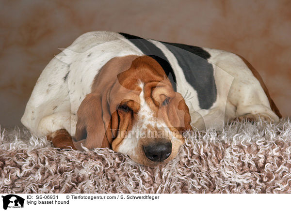 liegender Basset Hound / lying basset hound / SS-06931
