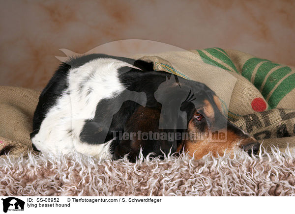 liegender Basset Hound / lying basset hound / SS-06952