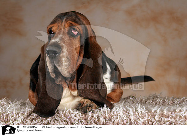 liegender Basset Hound / lying basset hound / SS-06957