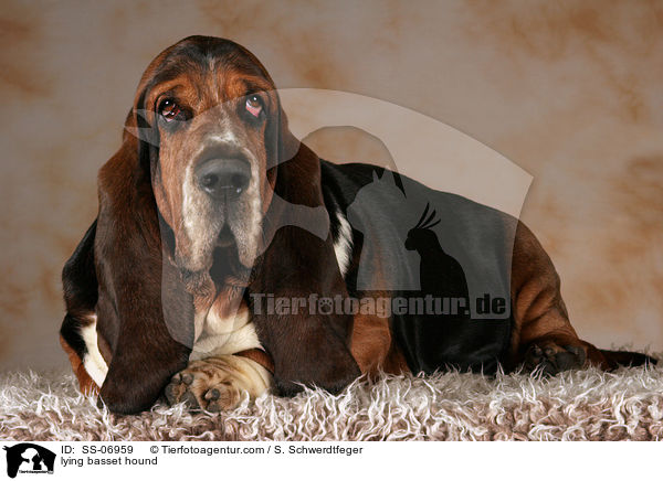 liegender Basset Hound / lying basset hound / SS-06959