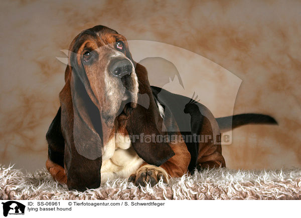 liegender Basset Hound / lying basset hound / SS-06961