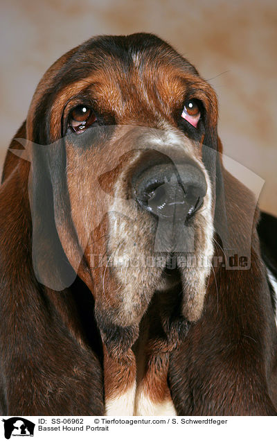 Basset Hound Portrait / Basset Hound Portrait / SS-06962