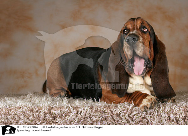 ghnender Basset Hound / lyawning basset hound / SS-06964