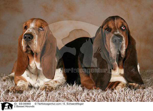 2 Basset Hounds / 2 Basset Hounds / SS-06968