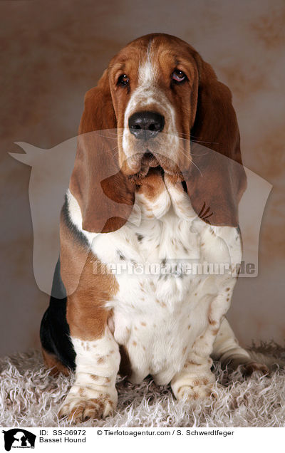 Basset Hound / Basset Hound / SS-06972