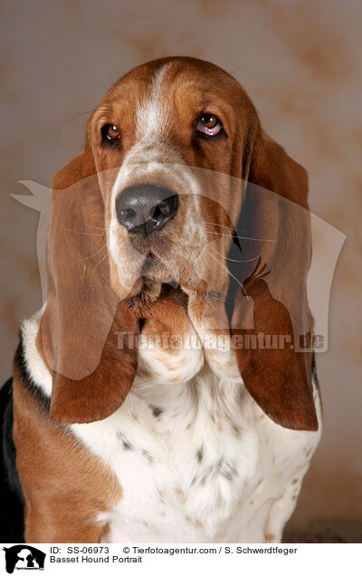 Basset Hound Portrait / Basset Hound Portrait / SS-06973