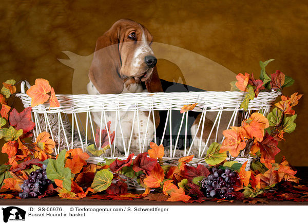 Basset Hound im Krbchen / Basset Hound in basket / SS-06976