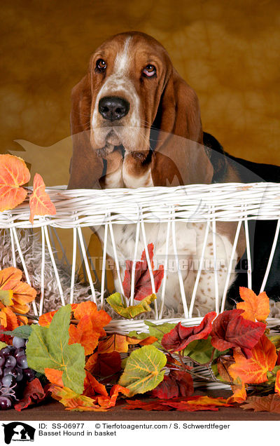 Basset Hound im Krbchen / Basset Hound in basket / SS-06977