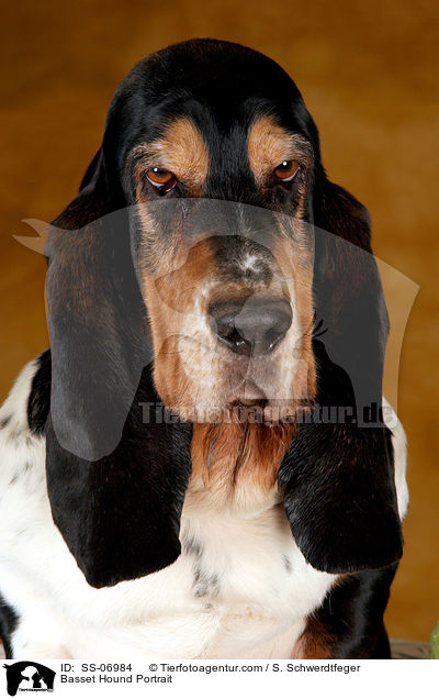 Basset Hound Portrait / Basset Hound Portrait / SS-06984