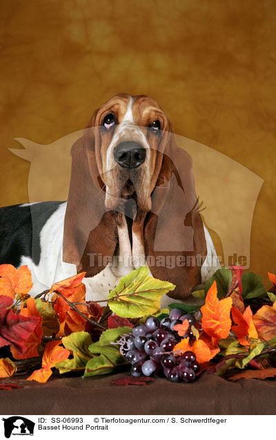Basset Hound Portrait / Basset Hound Portrait / SS-06993