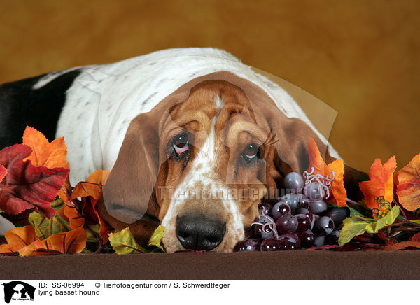 liegender Basset Hound / lying basset hound / SS-06994
