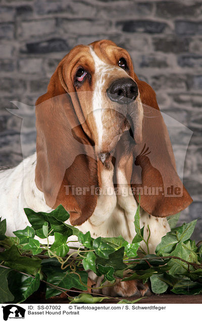 Basset Hound Portrait / Basset Hound Portrait / SS-07002