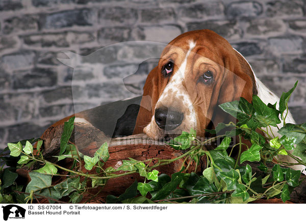 Basset Hound Portrait / Basset Hound Portrait / SS-07004