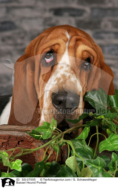 Basset Hound Portrait / Basset Hound Portrait / SS-07005