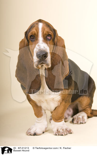 Basset Hound / KF-01213