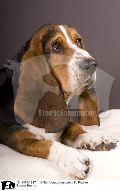 Basset Hound / Basset Hound / KF-01237