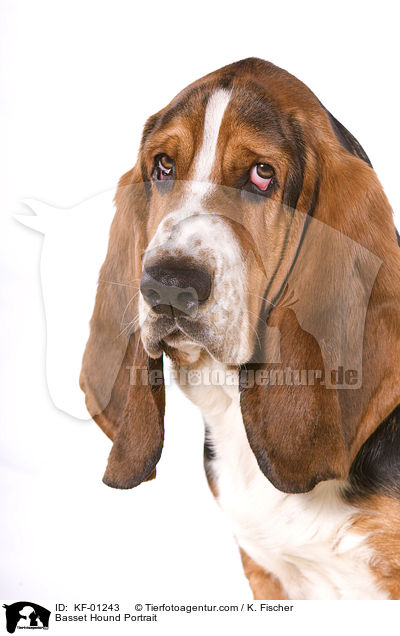 Basset Hound Portrait / Basset Hound Portrait / KF-01243