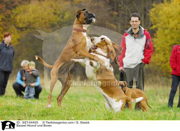 Basset Hound und Boxer / Basset Hound und Boxer / SST-04405