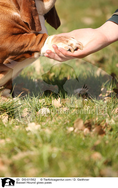 Basset Hound gibt Pftchen / Basset Hound gives paws / DG-01562