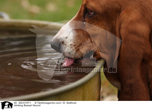 trinkender Basset Hound / drinking Basset Hound / DG-01571